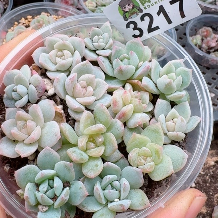 多肉植物多肉植物