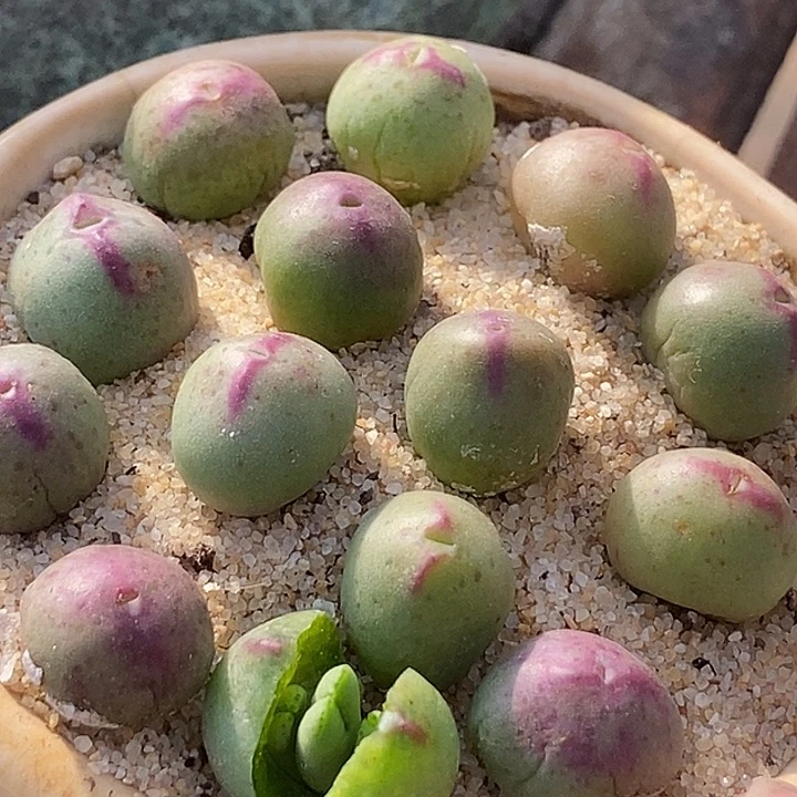 正版皮卡丘一颗