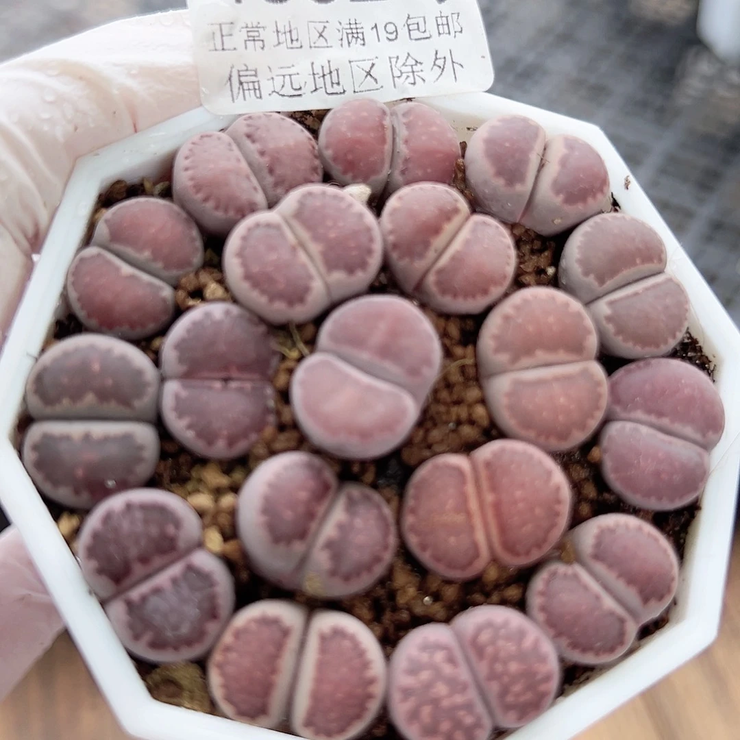 4052 好养易活生石花大母本