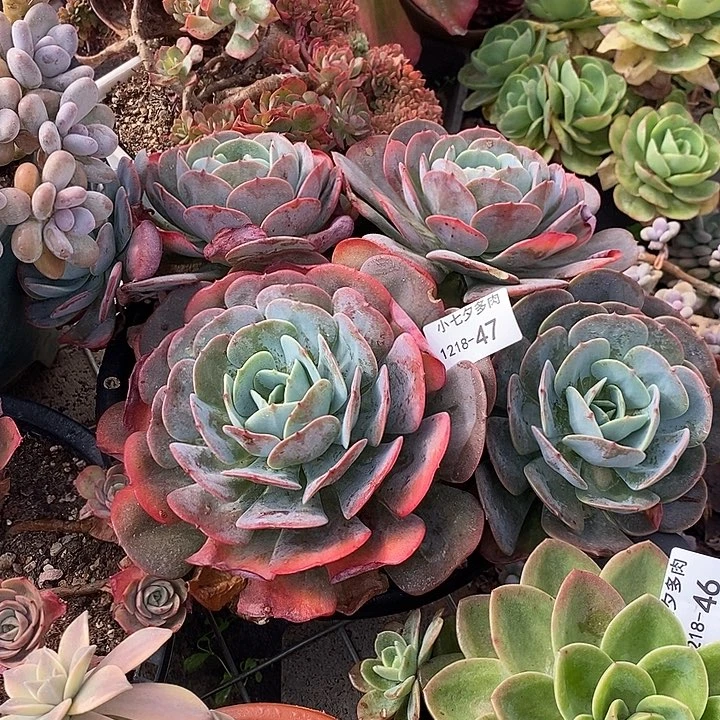 小七夕多肉蓝粉抬阁47