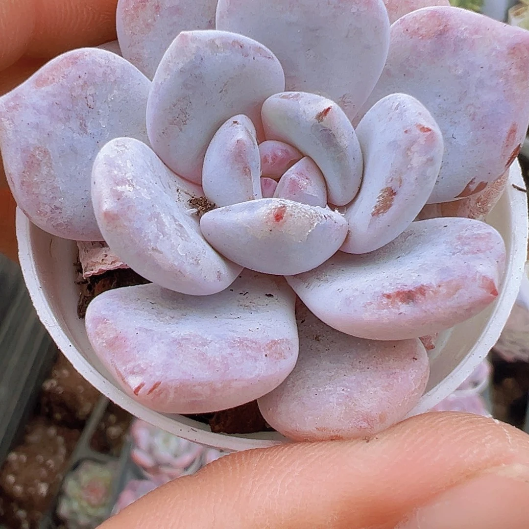 5厘米盆雪茶19包邮多肉