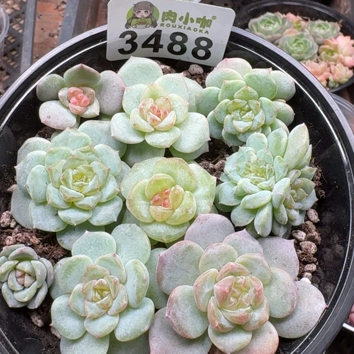多肉植物多肉植物