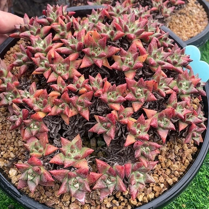 进口大群绿菊粗桩群生