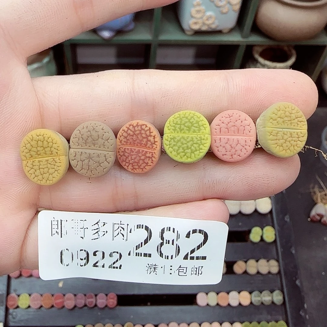 T****满满18包邮0922-282
