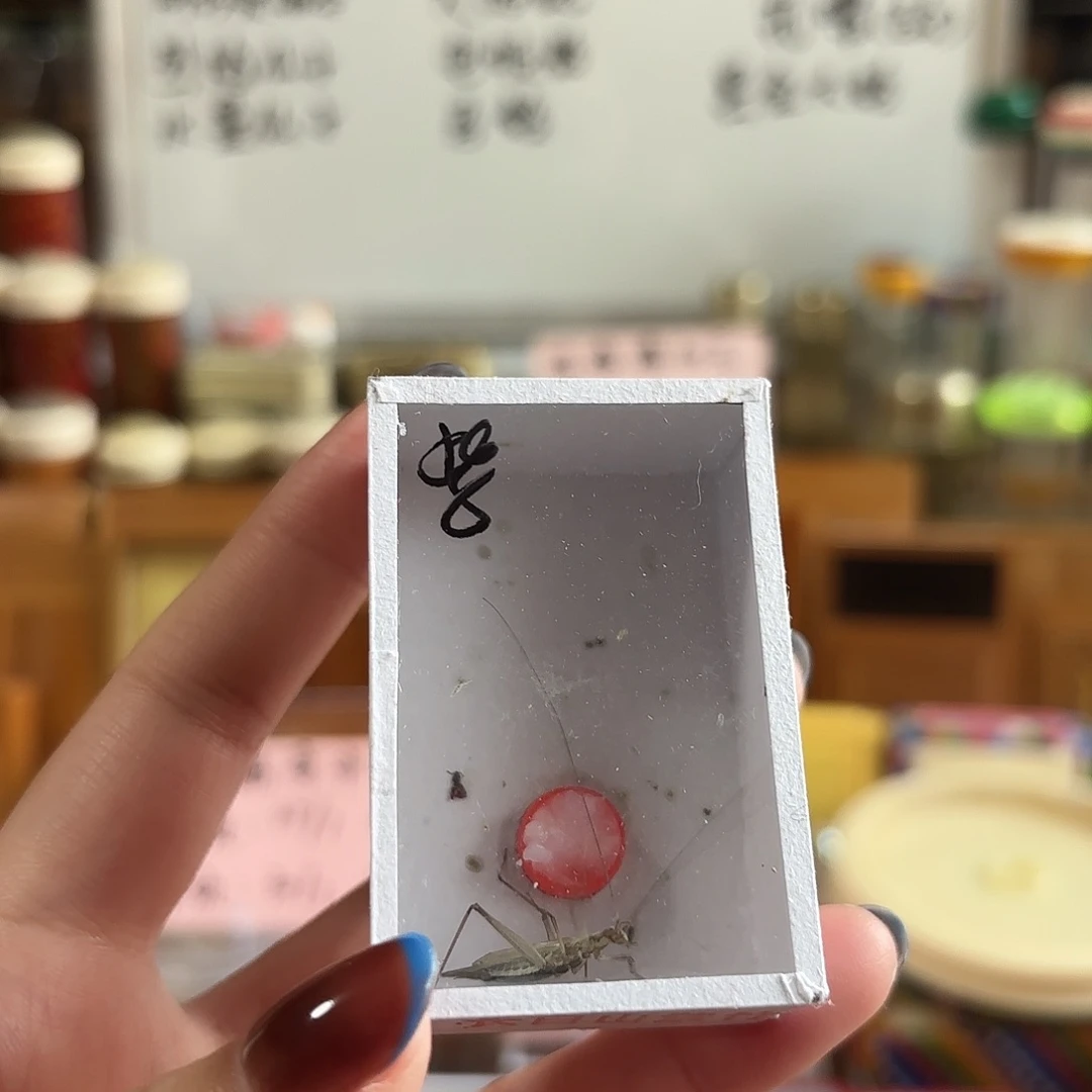 紫竹一条 不包断须尾