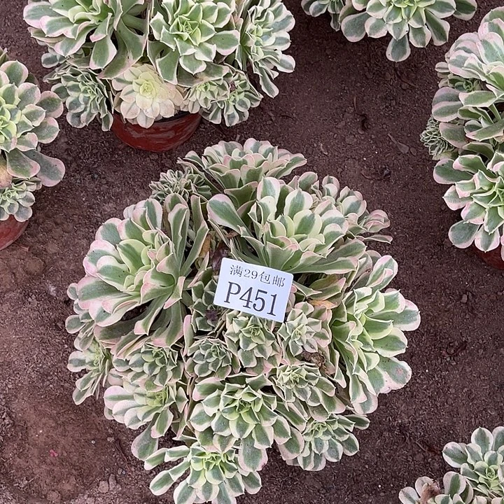451白凤多肉植物