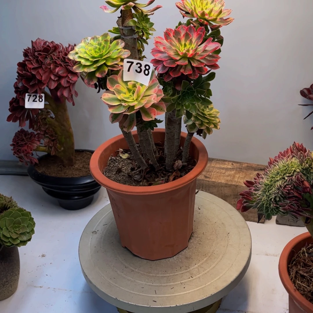 天***图多肉植物嫁接738法师