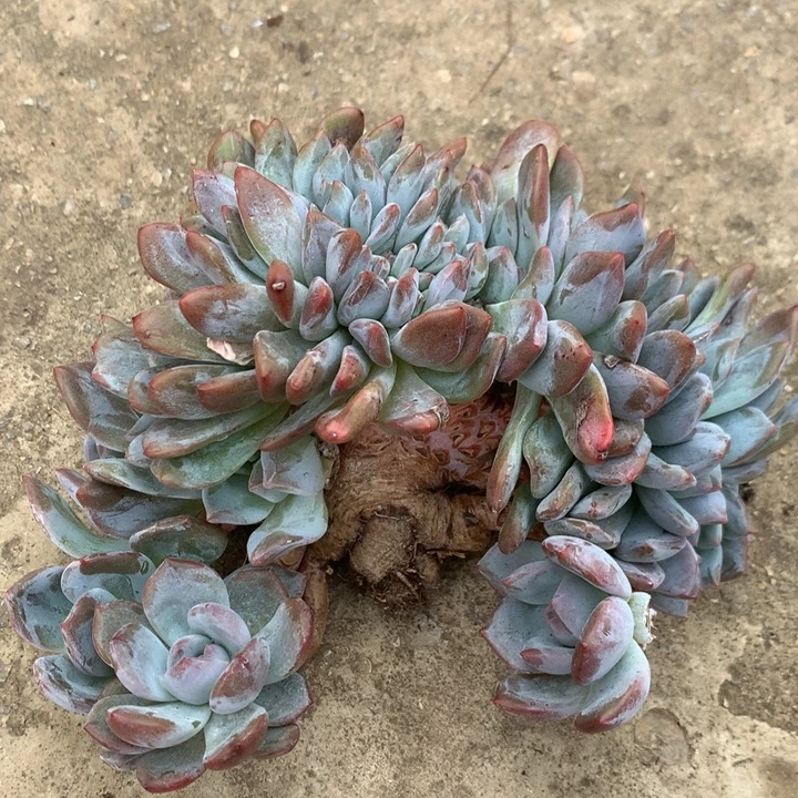 星影小树24头左右