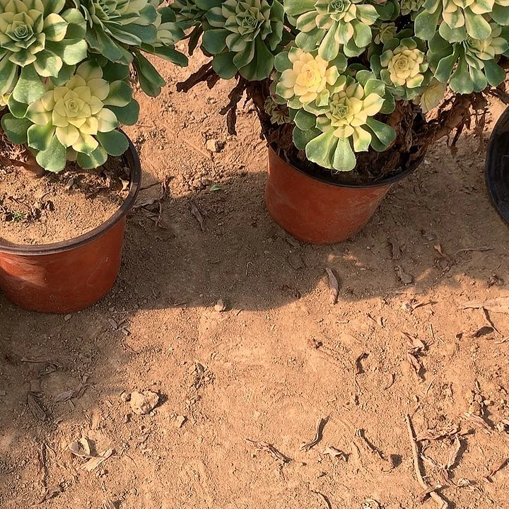 江****姐多肉植物心尼亚156