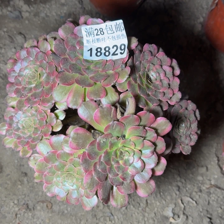 18829红金刚多肉植物
