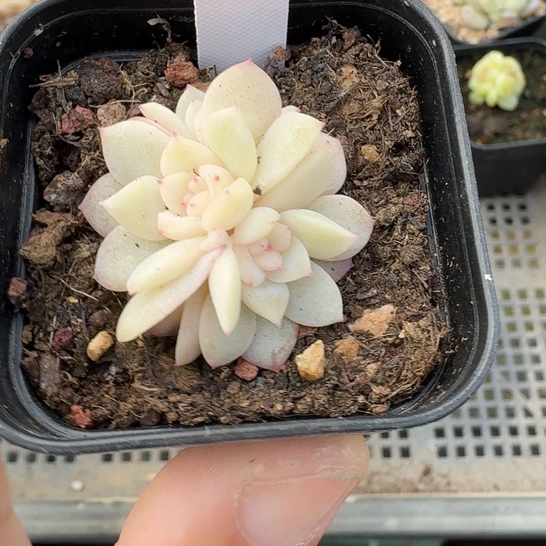 953号三头云间多肉植物