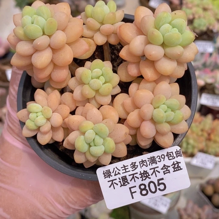 洛可可9cm805多肉植物