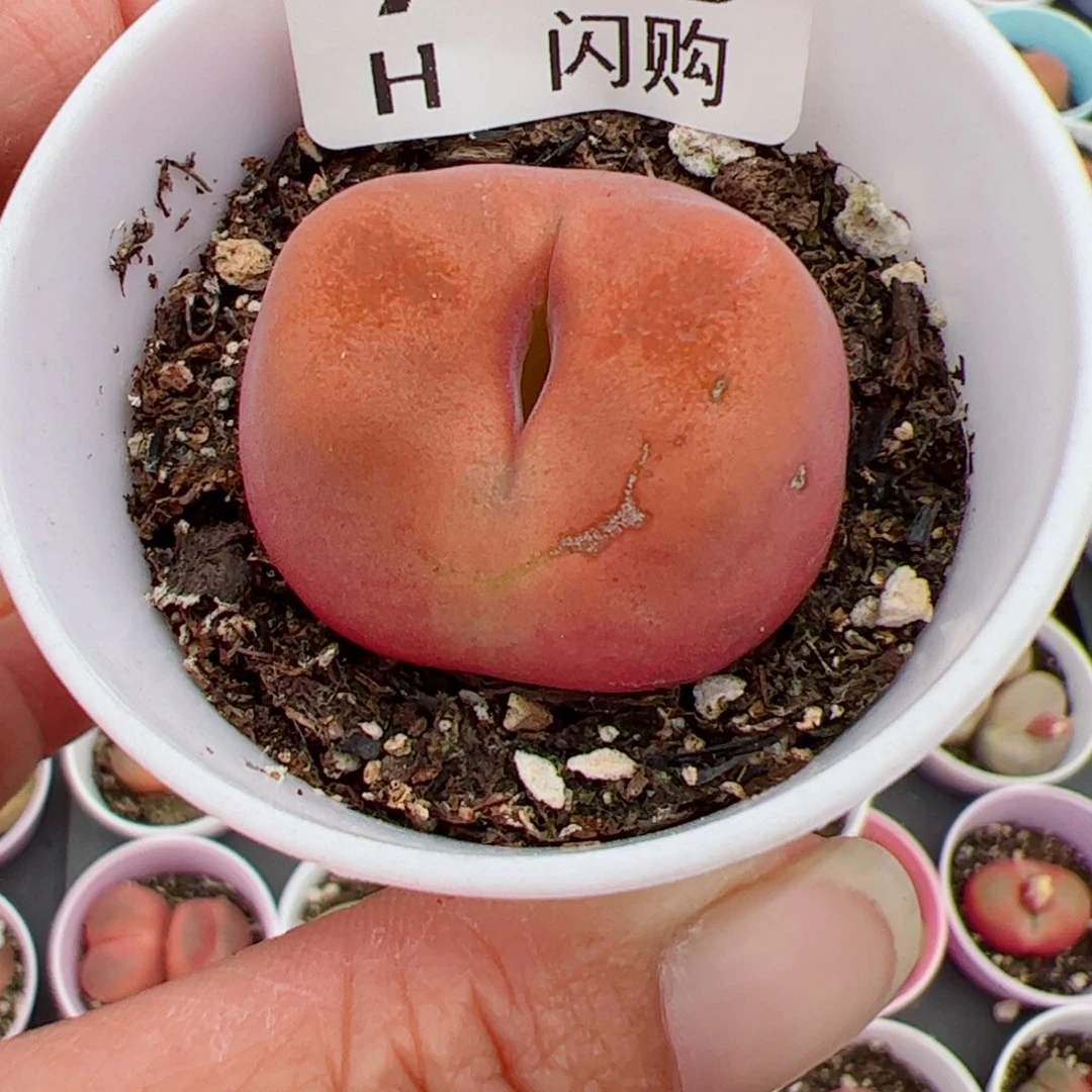 无花朵慕*我很喜欢这个H958