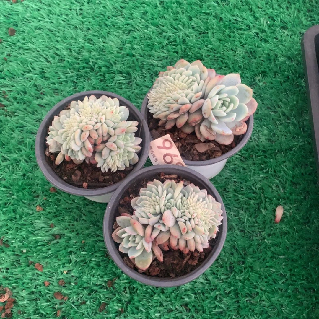 968橙子缀多肉植物组合