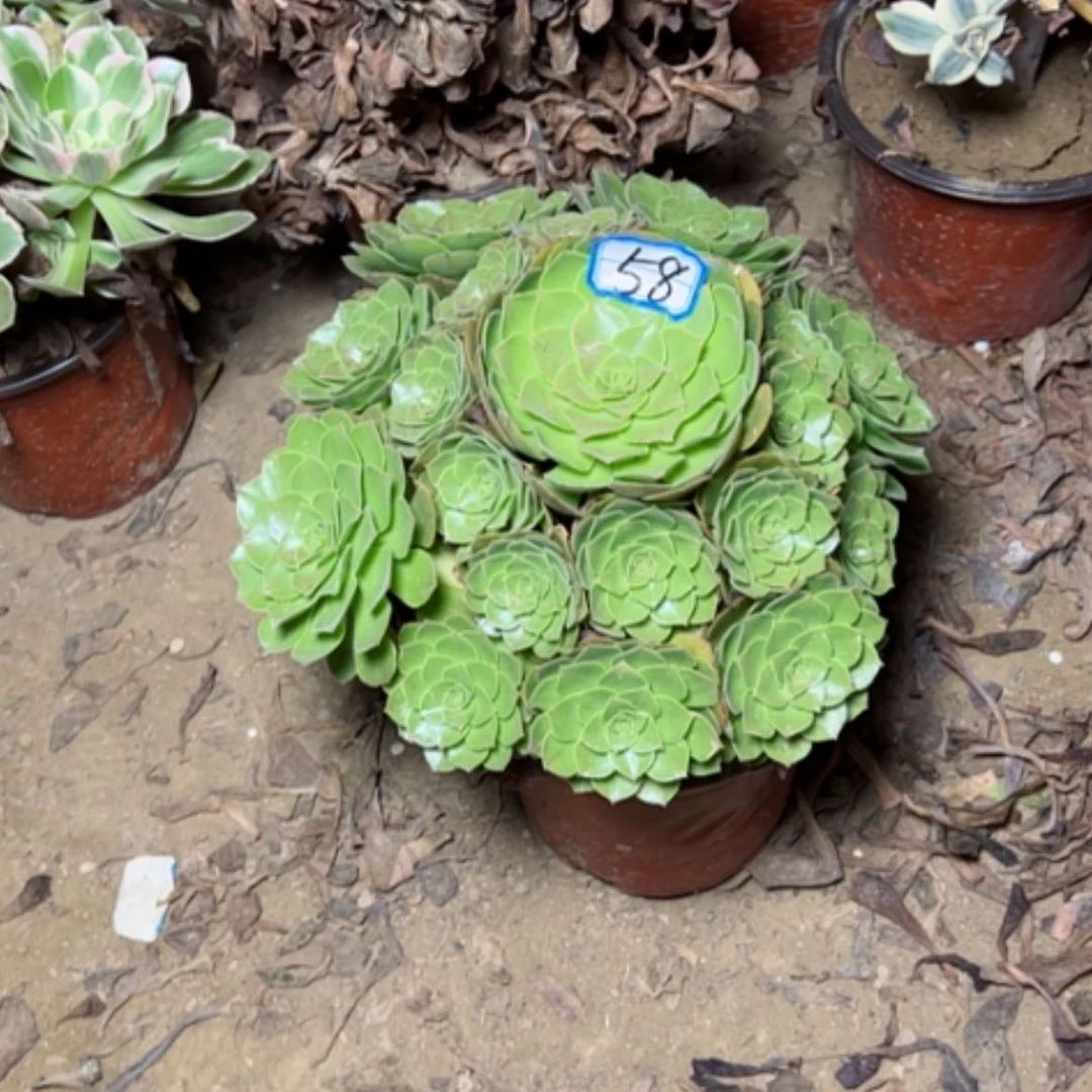 【闪购商品】万圣节58