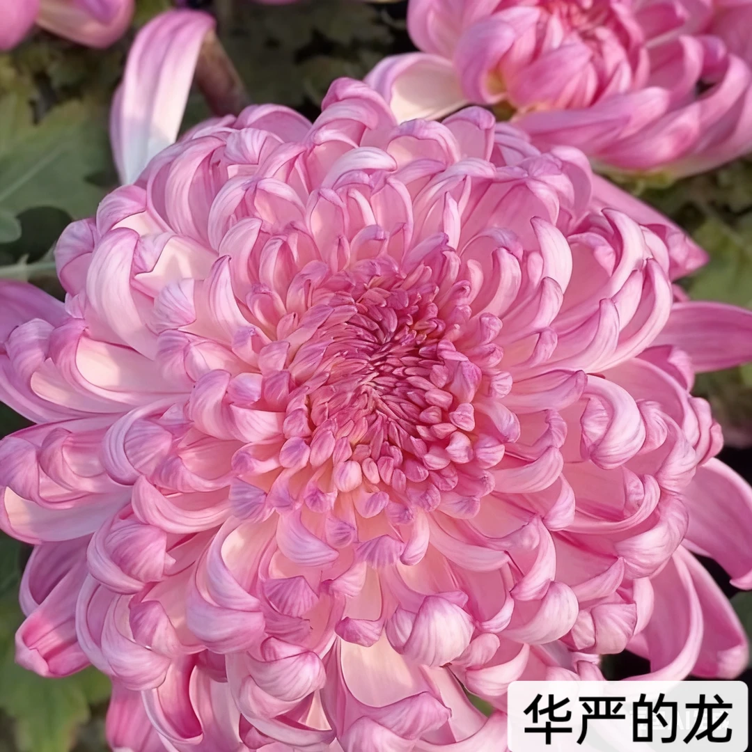九月菊【独本华严的龙】大菊花苗盆栽阳台庭院