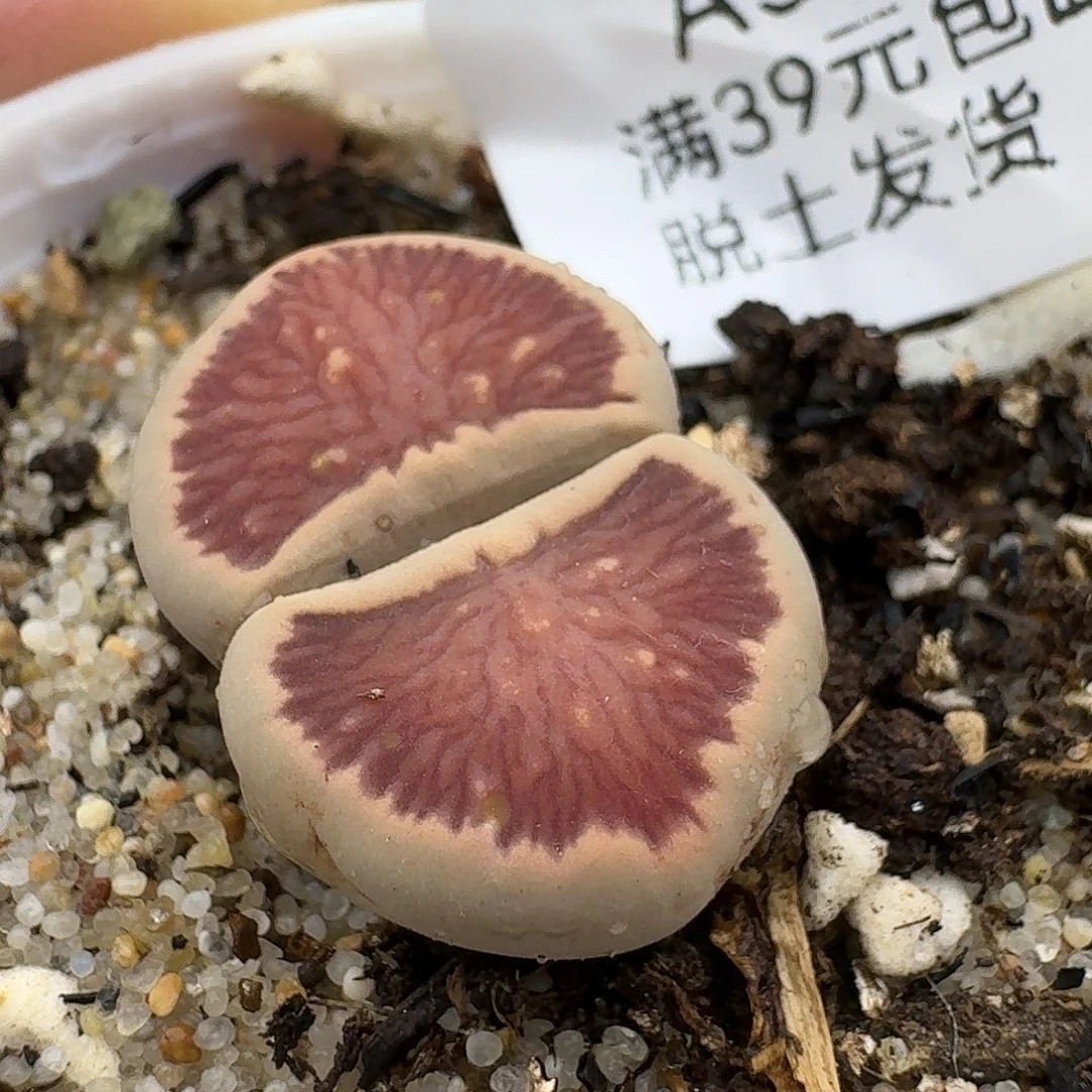 533多肉哈哈哈哈哈哈