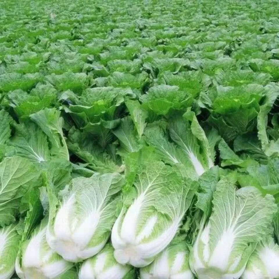 （现砍现发 坏了包赔）贵州农家高山青口白菜二月白美味火锅白菜