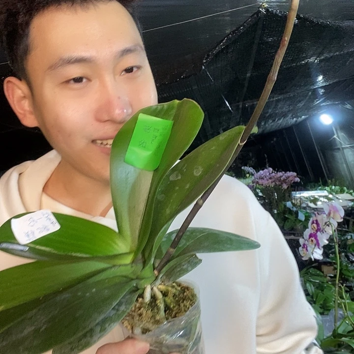 无花朵第一名有叶损