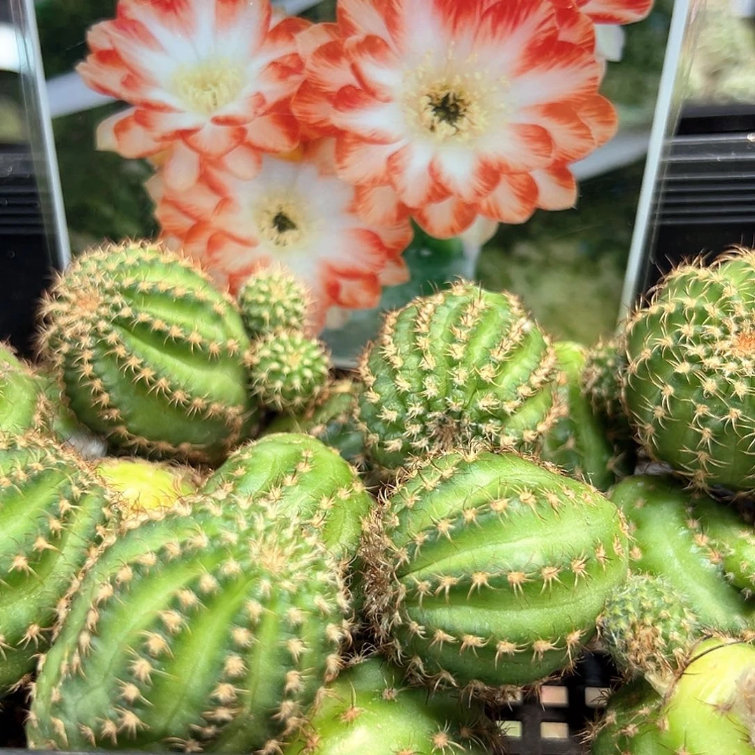 圆瓣拉丝丽花属仙人球侧芽一颗
