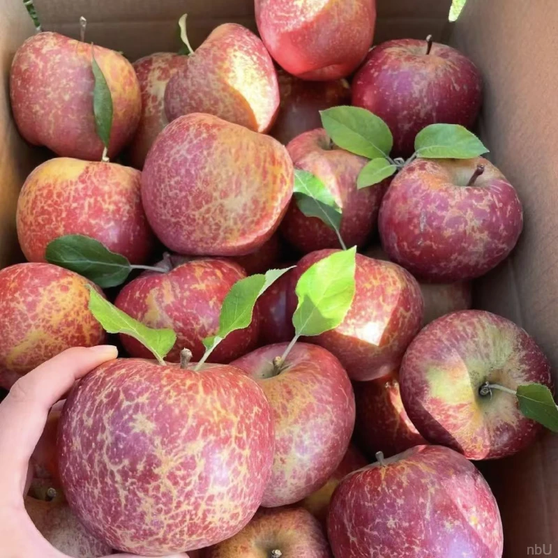 【糖心丑苹果】云南丑苹果糖心脆甜多汁孕妇儿童水果新鲜高原丑苹果