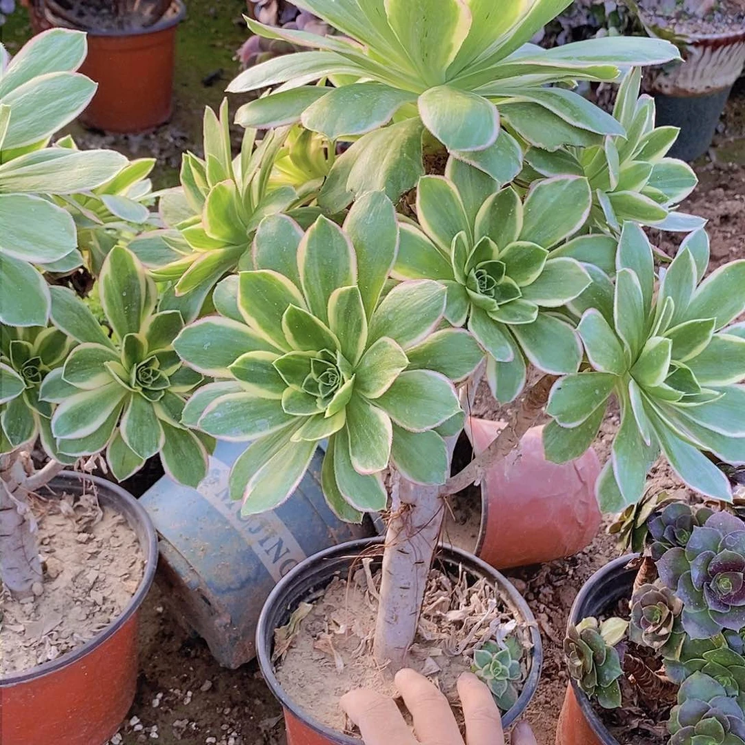 128 瑕疵号一物一拍多肉植物