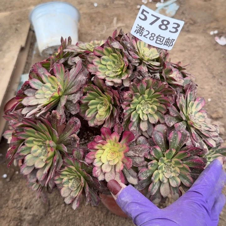 5783二号棚舞天姬A