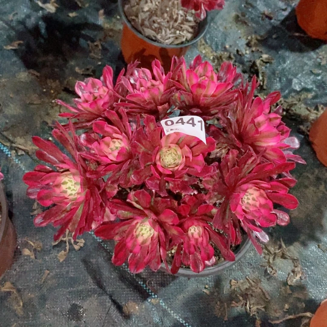 红铜白441多肉1111