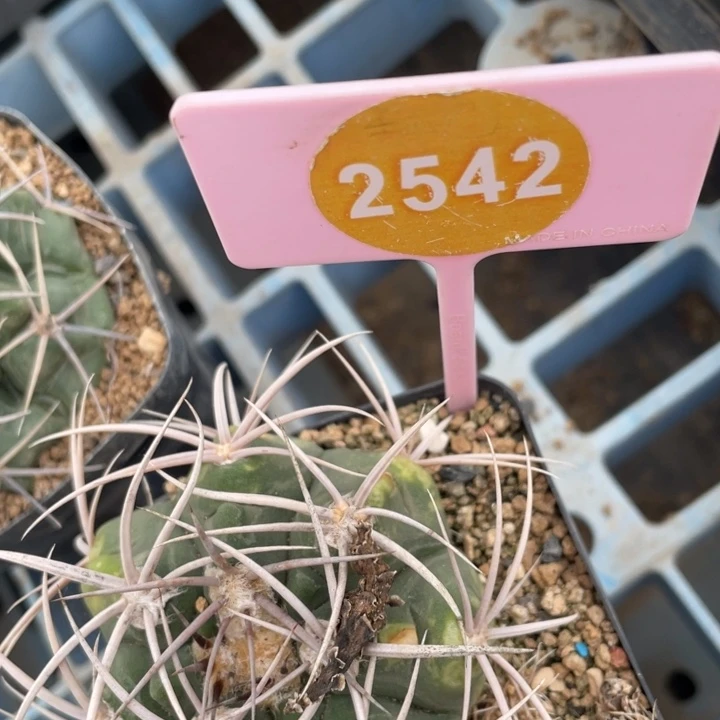 丁***头实生仙人球一盒2542