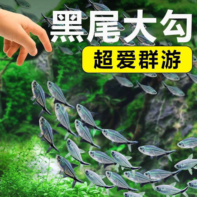黑尾大勾鱼群游活体热带观赏鱼适合草缸饲养小型灯科鱼