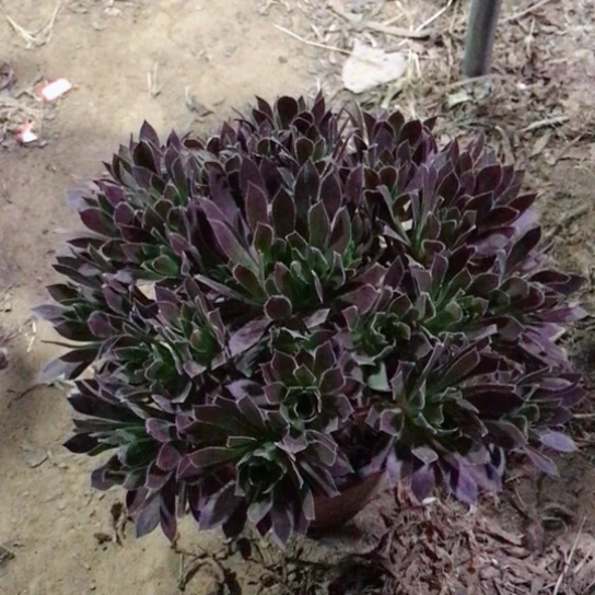 火凤凰法师多肉植物2