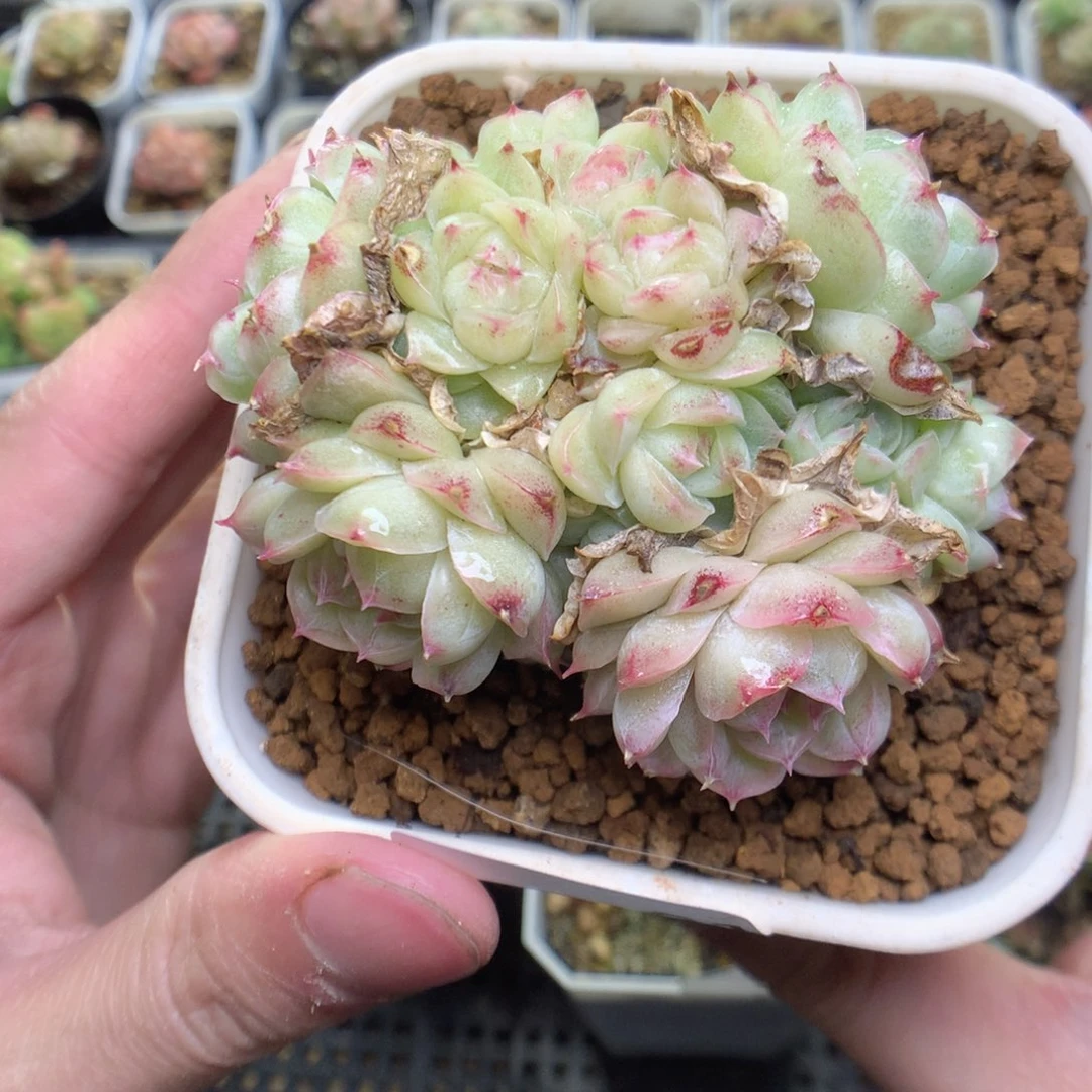 R81y y y y y y y y y y y y