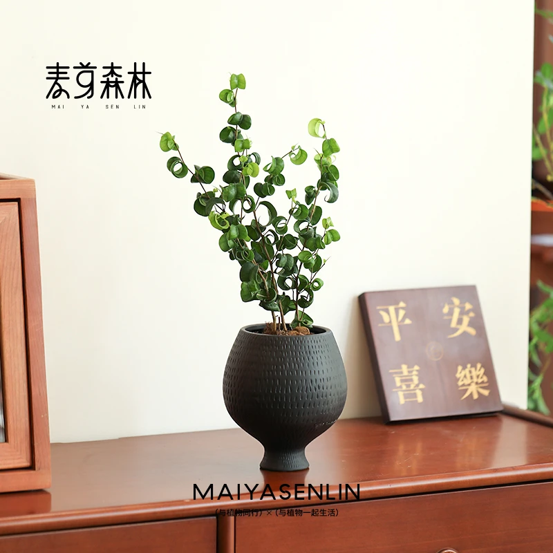 【懒人卷福】卷叶榕北欧桌面盆栽室内办公室观叶绿植物耐阴好养常绿
