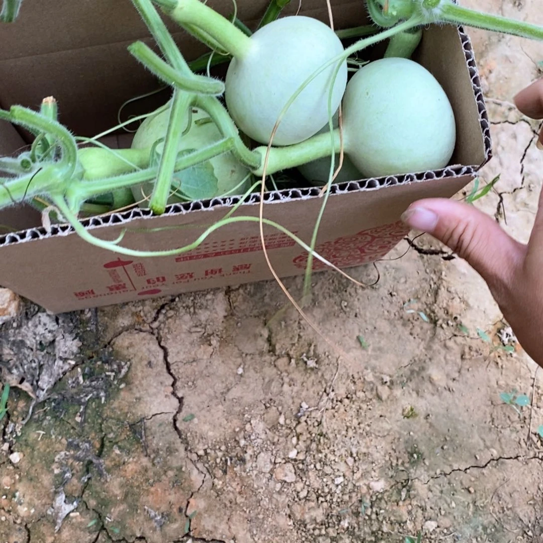 刘*葫芦葫芦葫芦葫芦葫芦