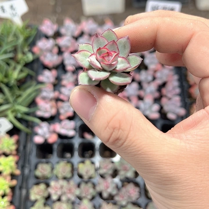 月亮仙子 满10颗包邮