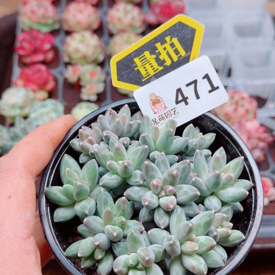 多肉植物多肉植物