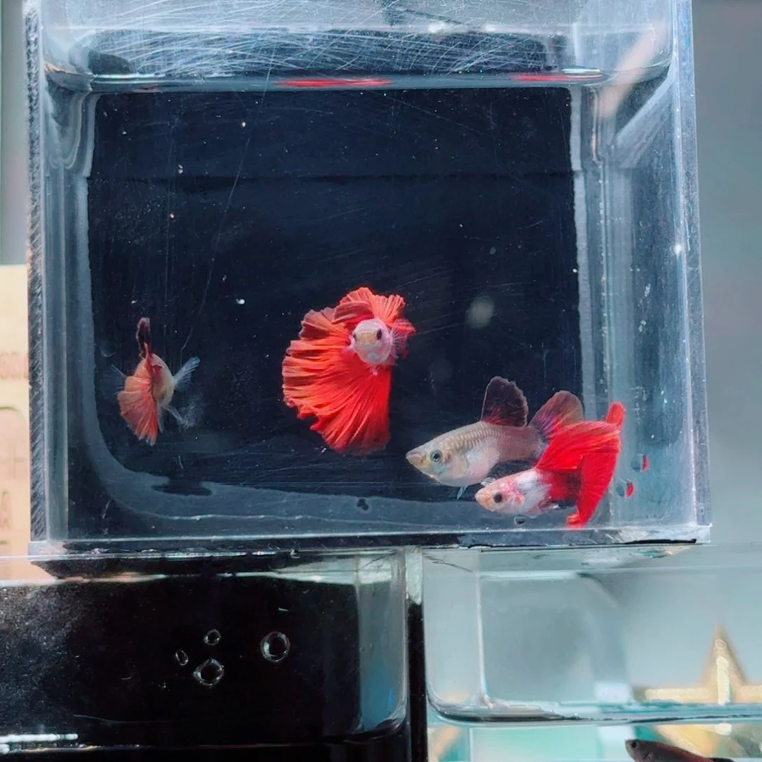 孔雀鱼埃尔银野红两对