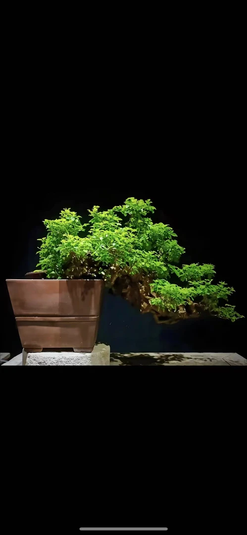 黄荆盆景购买链接