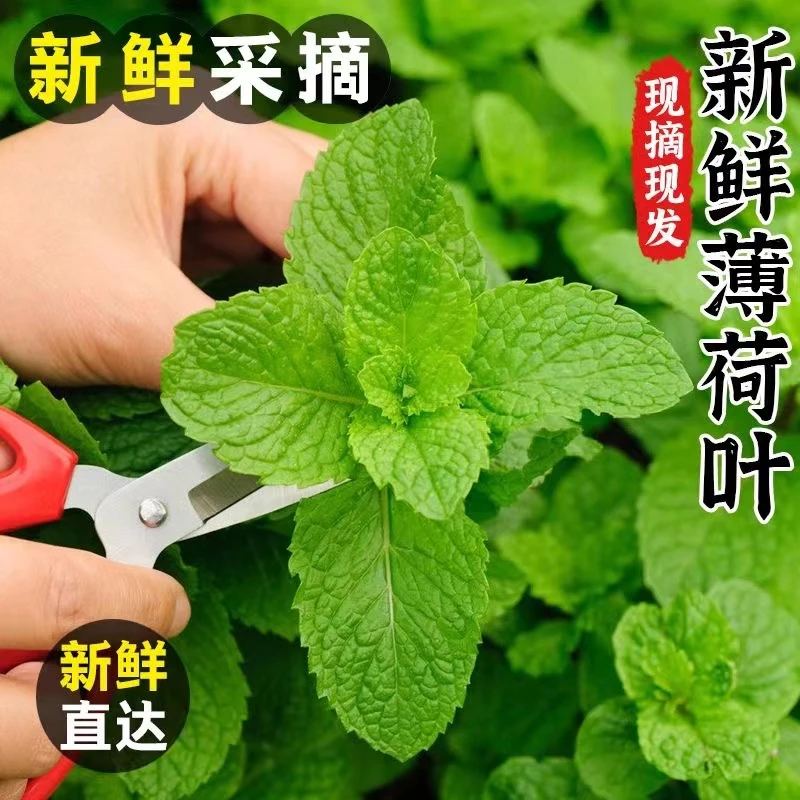 新鲜薄荷叶可食用泡水装饰调酒鸡尾酒烘焙酒吧专用留兰香薄荷叶子