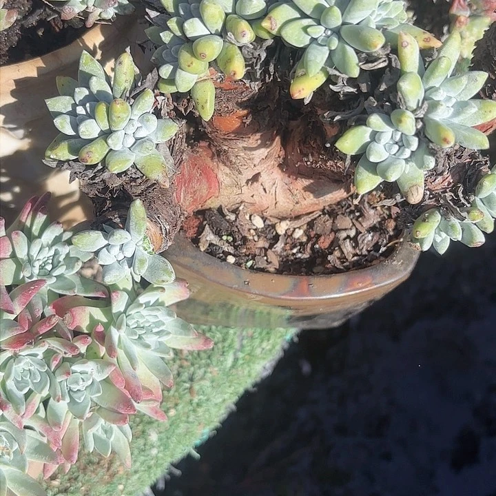 天*仙女杯多肉植物