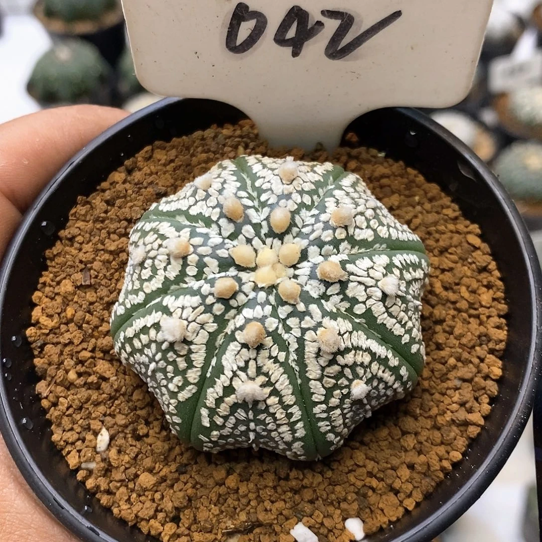 042海星皇室福利tell