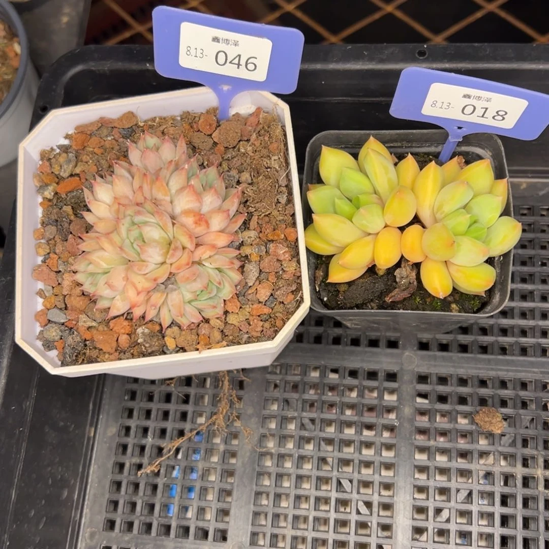 馥*_定向8.13-018 046 两颗