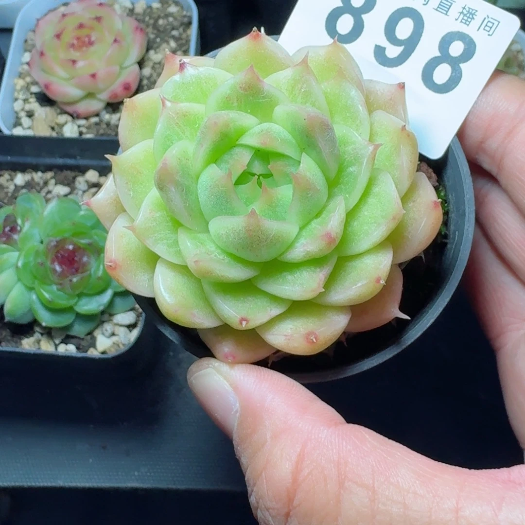 石化锦麦秆            精美多肉植物
