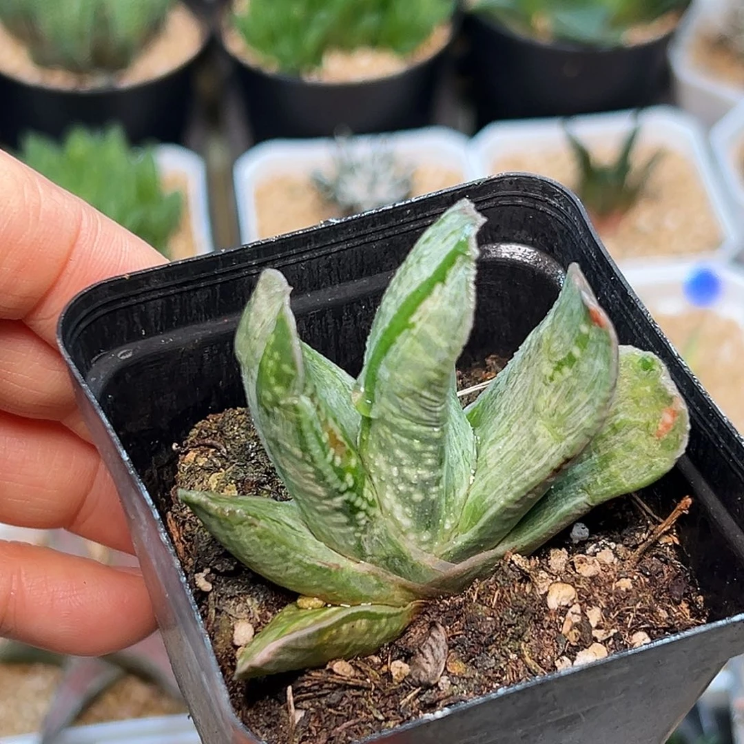 子宝锦一颗一颗一颗一颗