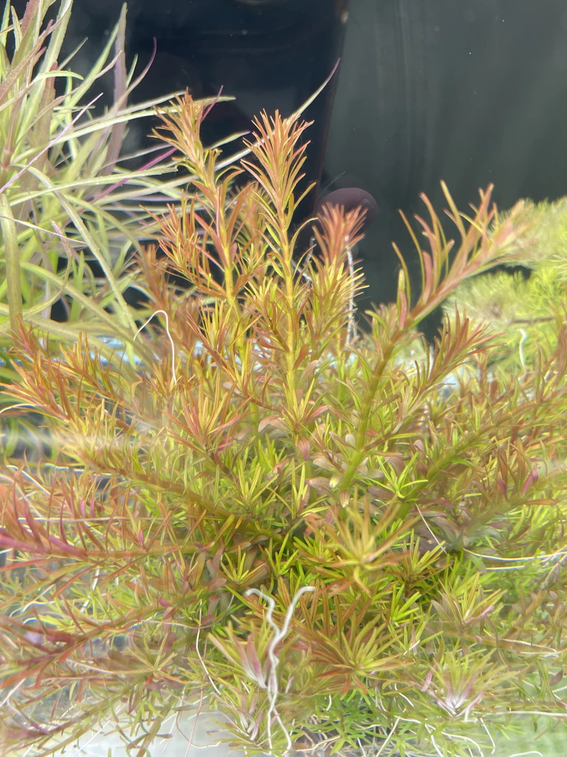 净水王十字牛顿新手懒人水草