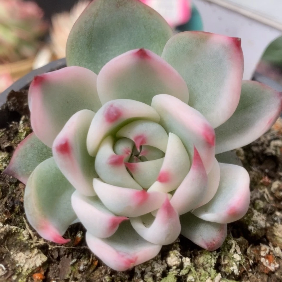 741锦锦锦锦锦锦锦