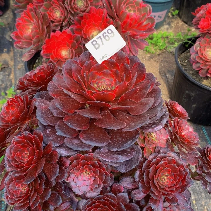 全部花朵769女儿红