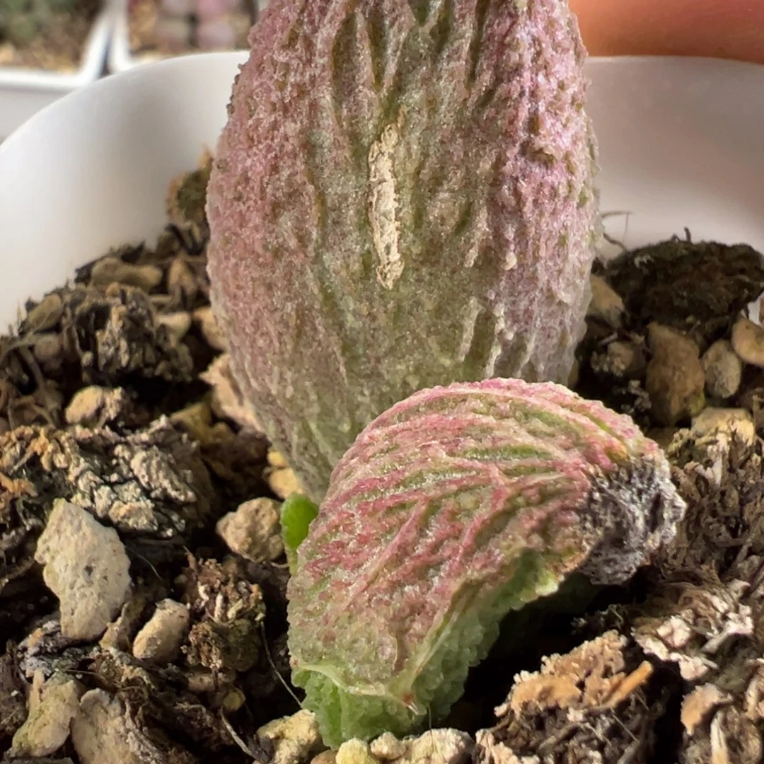 胖五有疤特价多肉植物水泡