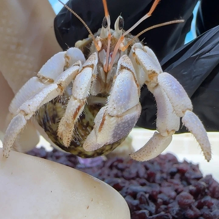 A11浅紫  灰白1.5cm口径