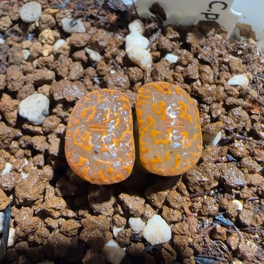 肉锥多肉植物组合-k勋90